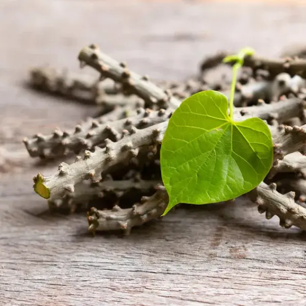 Giloy (guduchi ) Jadibuti &  Herbs - गिलोय - Tinospora Creeper - Tinospora cordifolia